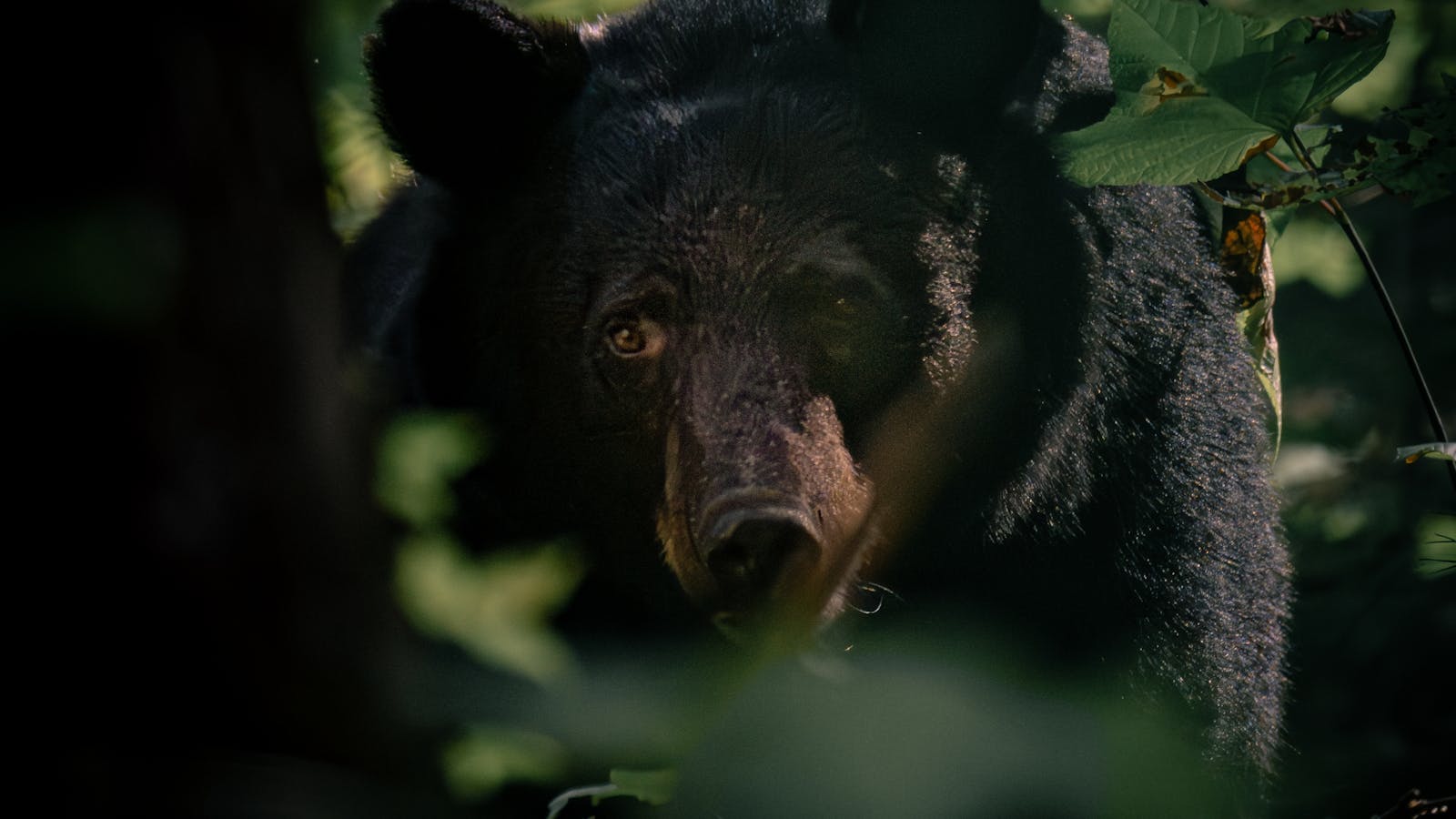Wilderness & Bear Awareness online safety training