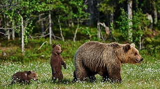 Bear Awareness Online online safety training