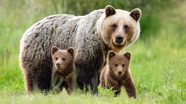 Bear Awareness - Safety online training course