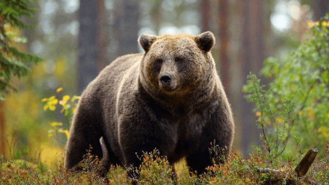 Wilderness Awareness - Safety online training course